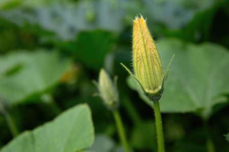 Unopened yellow pumpkin flower close-up on a background of green leavesの写真素材