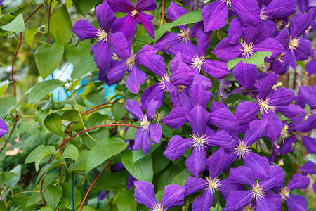Clematis, Jackmanii, is a beautiful climbing plant with violet flowers. It is blooming all summer.の写真素材
