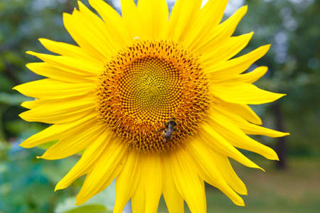 A bee collects pollen on a sunflower close-up.の写真素材