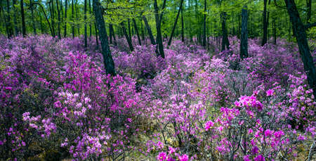 Blooming rhododendron, shore of lake Baikalの写真素材