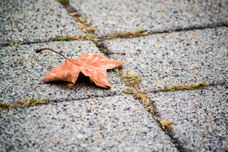 Orange leaf on grey pavementの写真素材