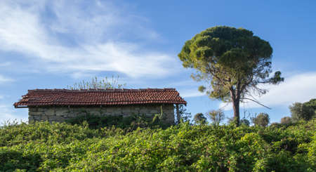 A small old house covered with red tile surrounded by huge bushes.の写真素材