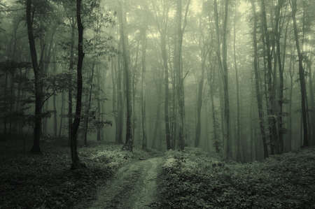 Dense fog in a dark and mysterious forest