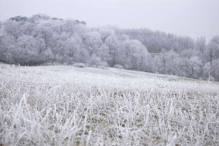 Frozen grass on a frozen hill in winter with fog and a forest visible in the background