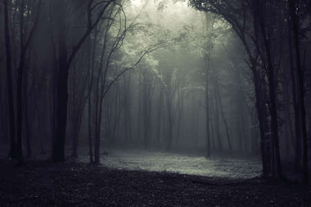 Strange mysterious light in a forest with trees and fogの写真素材