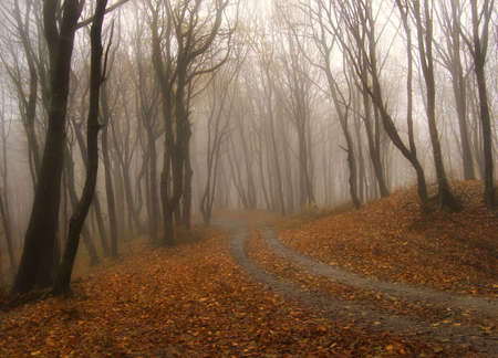 Fog in a mysterious red forest in autumnの写真素材