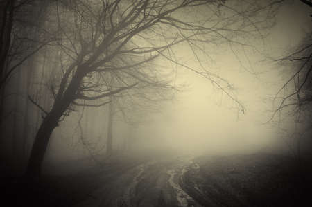 road through a dark mysterious forest