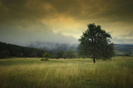 landscape with tree dramatic sky fog and beautiful autumn colors on a meadowの写真素材