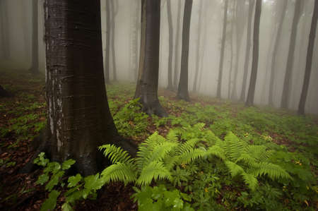forest with fern on the ground in summerの写真素材