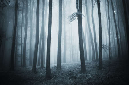 forest with elegant trees and fogの写真素材