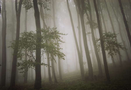 dreamy photo of a forest with fog