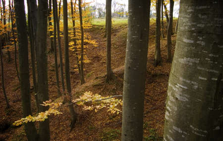 beautiful forest in autumn