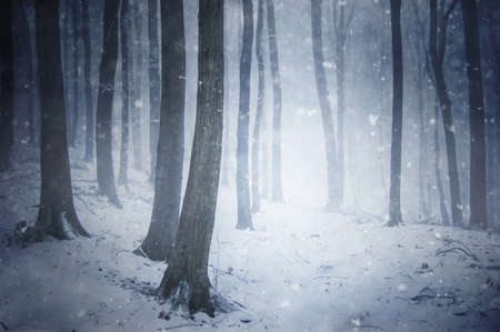 winter snow storm in a forest with wind blowing the snowflakes through the trees の写真素材