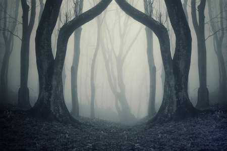 magical gate in a mysterious forest with fog の写真素材