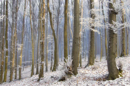 fog between trees in a beautiful forest with frozen trees in winter の写真素材