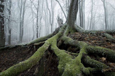 old tree with big roots on a cold november morning with fog in the background 