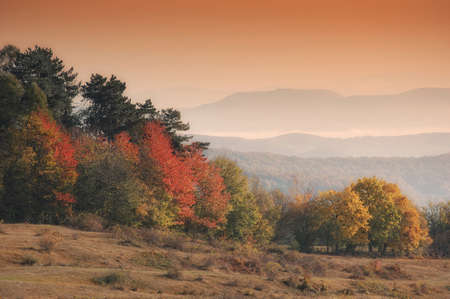 autumn landscape with orange trees in morning light