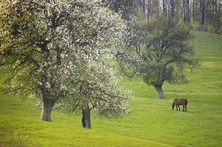 landscape with flowers trees and horse 