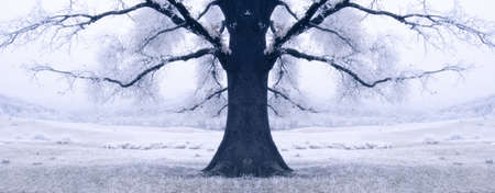 black tree surrounded by snow in winter 