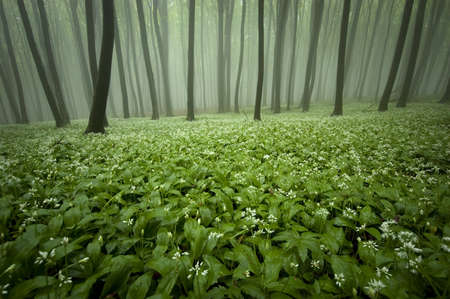 blooming forest with fog and flowers on the ground 