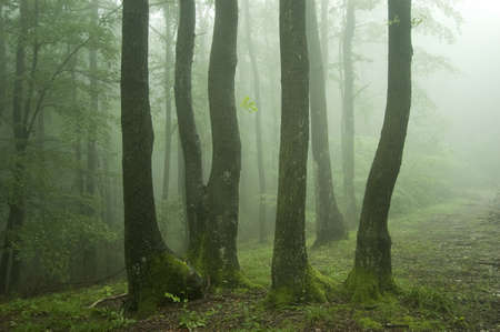 spring in a green forest 