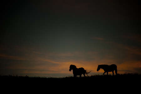 dark landscape with wild horses at sunset の写真素材