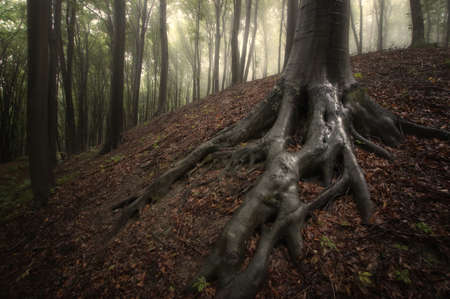 wet tree roots in a misty forestの写真素材