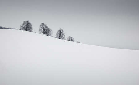 Simple winter landscape with snow and treesの写真素材