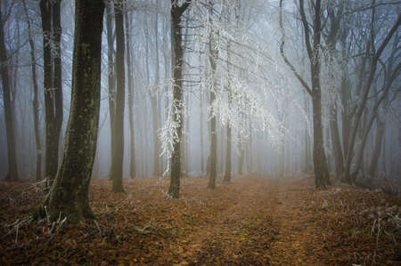 Frost on trees in a forest in autumnの写真素材