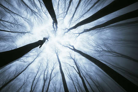 Abstract of view of looking up trees
