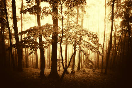 Old trees in a golden forest with fogの写真素材