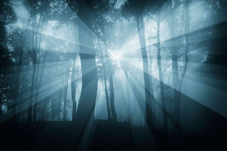 Rays in a cold dark forest with fog