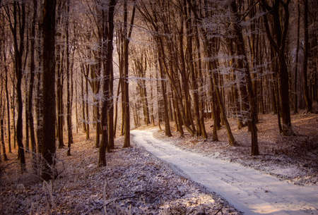Road with snow in a frozen forest at sunrise in winter