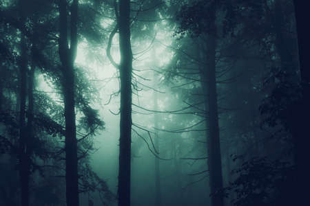 Dark pine tree forest with fog and strange atmosphereの写真素材