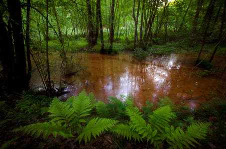 Green ferns in a green jungle near a red river 