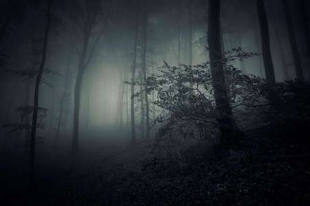 Surreal dark scary mysterious forest with fog in late autumnの写真素材