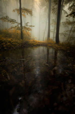 Lake in a dark mysterious forest with fog in autumnの写真素材