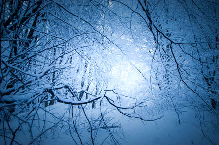 Branches with frost and snow in a frozen forest in winterの写真素材