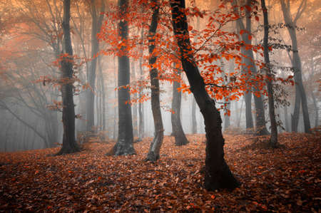 Mayterious red forest with fog in autumnの写真素材