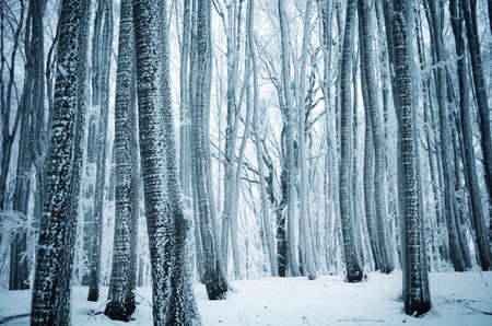 Frozen forest in winter with frost on treesの写真素材