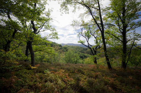 Green forest in summerの写真素材