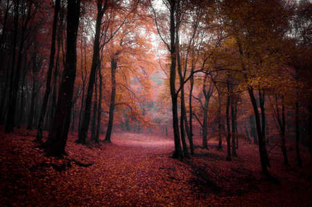 Red forest in autumnの写真素材