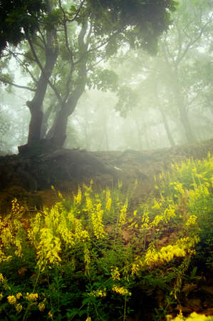 Yellow flowers in enchanted woods with fogの写真素材