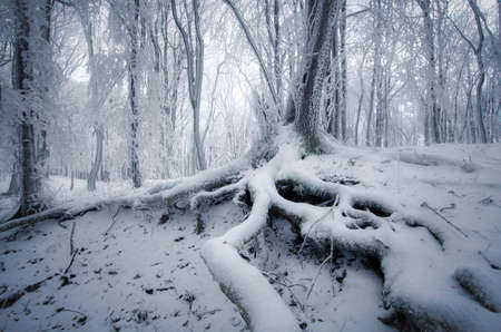Tree with wig roots in frozen forest with fog and snow in winterの写真素材