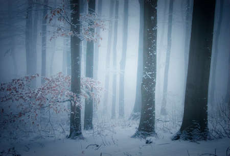 Winter in a forest with fog and snowの写真素材