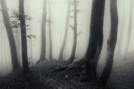 Haunted dark forest with thick fog trough treesの写真素材