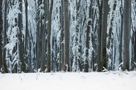 Forest in winter with snowの写真素材