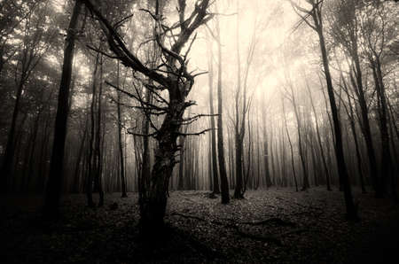 Dark mysterious forest with fogの写真素材