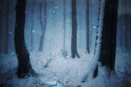 Winter in a dark mysterious forest with fogの写真素材