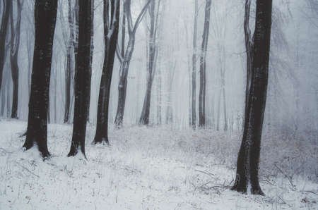 Enchanted winter forest